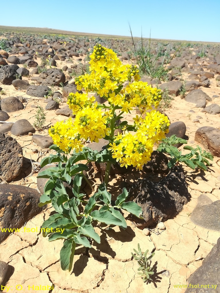 Leontice leontopetalum L.